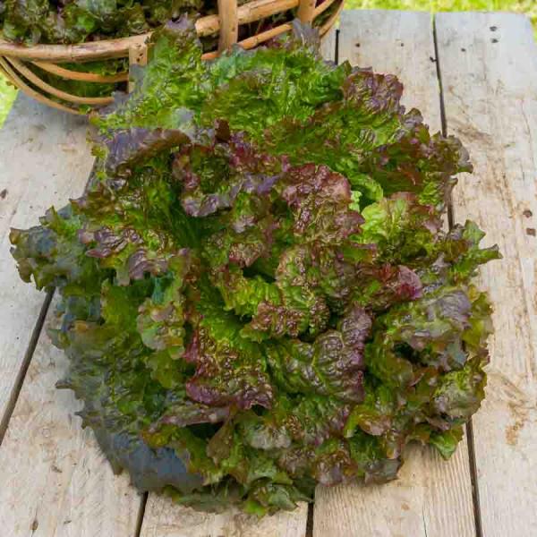 Potagères - Laitue Rouge Grenobloise - face recto